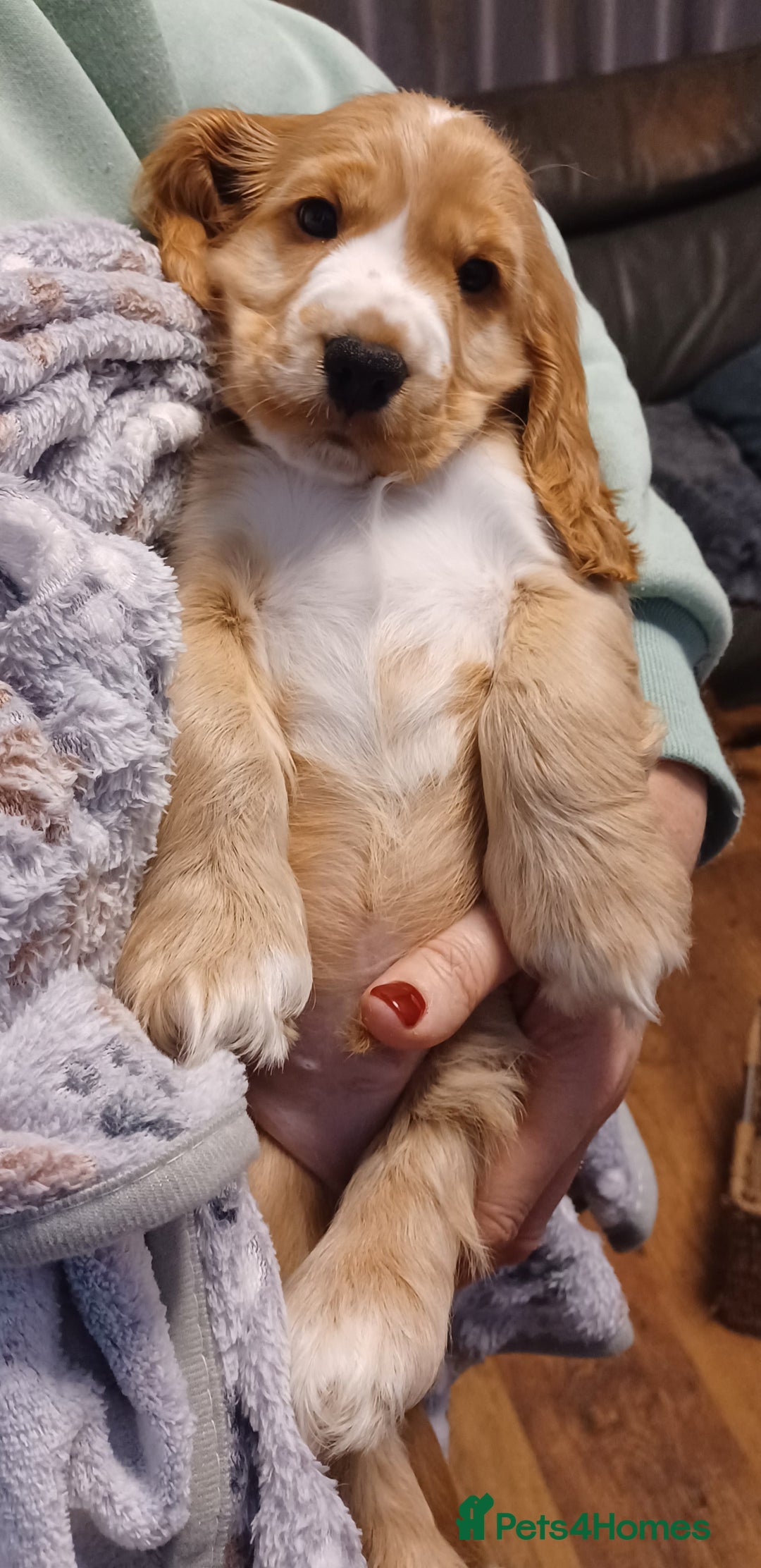 Cocker Spaniel dogs for sale: Golden KC Registered English Show Cocker Spaniels - Advert 1