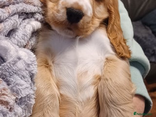 Cocker Spaniel dogs Golden KC Registered English Show Cocker Spaniels - Advert 6