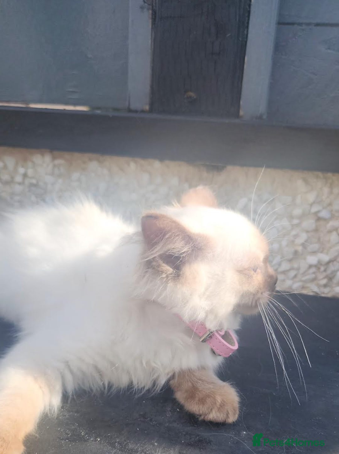 Ragdoll cats for sale: PURE BREED RAGDOLL KITTERNS - Image 8