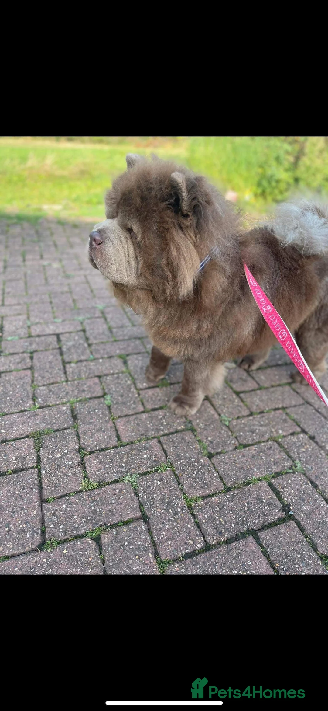 Chow Chow dogs for stud: stunning lilac chow stud in Doncaster - Advert 6