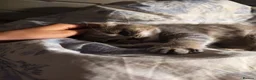Scottish Fold cats for sale: 5 Pedigree Beautiful Loving Scottish Folds  - Advert 30