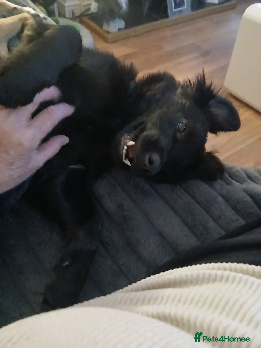 Mixed Breed dogs for adoption: Morgan - Ipswich Suffolk  - Advert 6