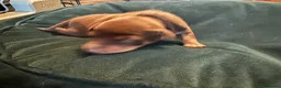 Miniature Pinscher dogs for sale: KC registered Miniature Pinscher chocolate and tan - Advert 12