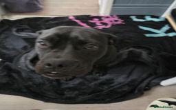 Mixed Breed dogs for sale: Adorable English Bulldog x Labrador – 1 Year Old - Image 3