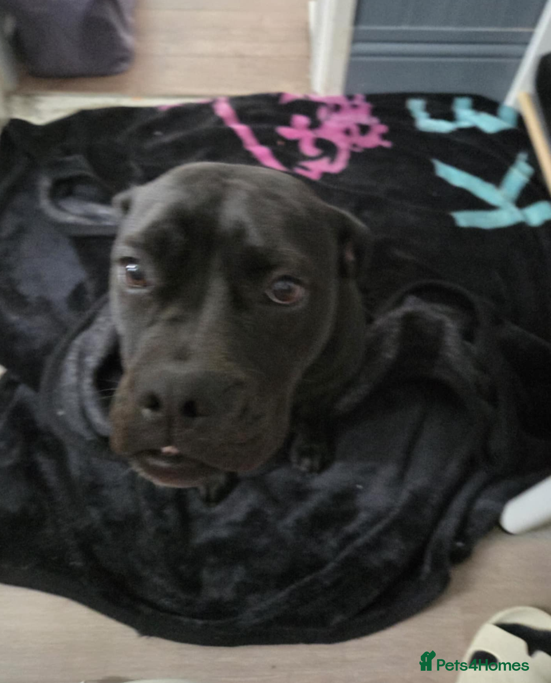 Mixed Breed dogs for sale: Adorable English Bulldog x Labrador – 1 Year Old - Image 3