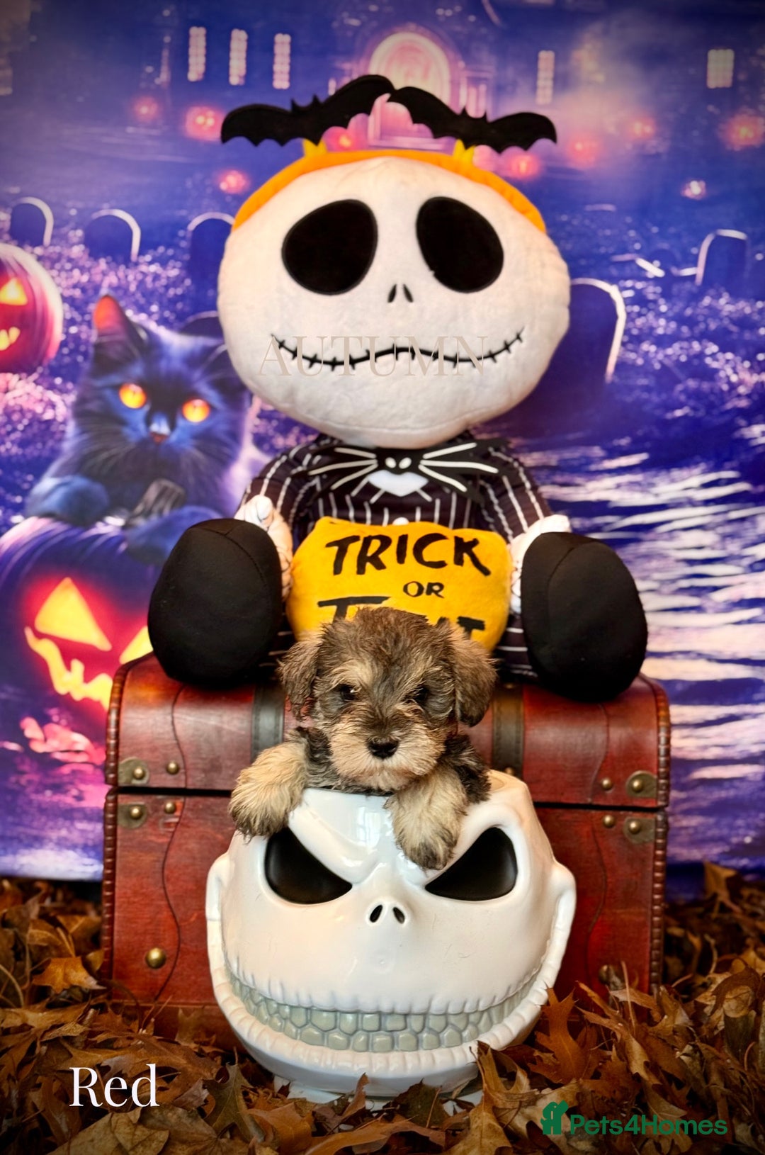 Miniature Schnauzer dogs for sale: ⭐️⭐️ ADORABLE MINI SCHNAUZER PUPS ⭐️⭐️ - Image 10