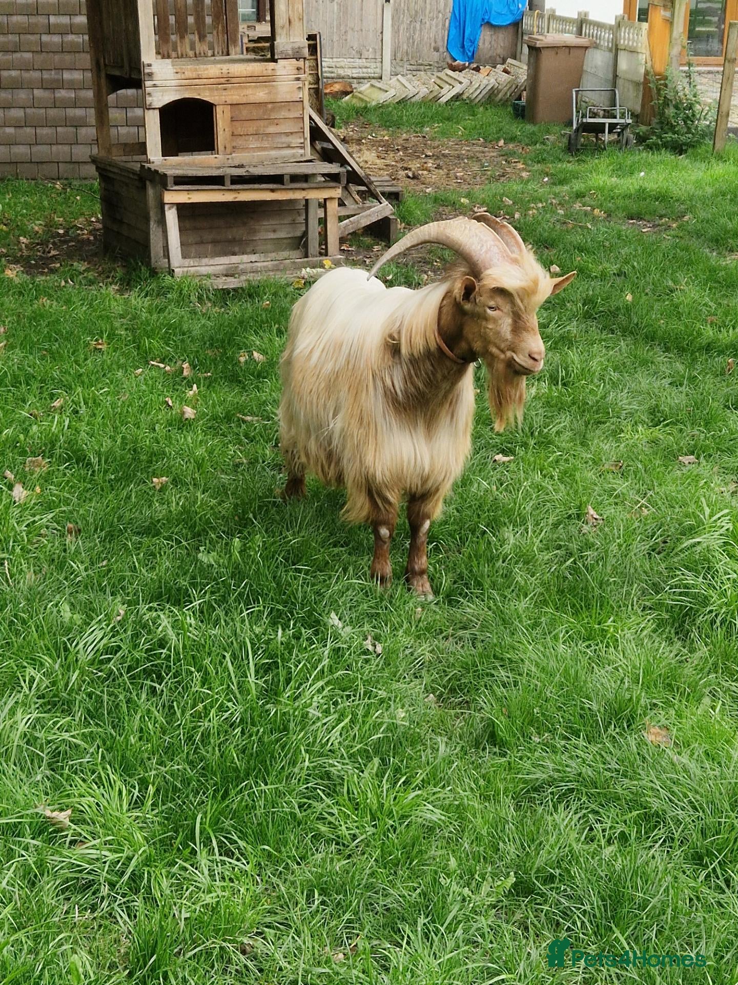 Goats livestock Registered Golden Guernsey Billy - Advert 2