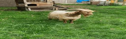 Goats livestock for sale: Registered Golden Guernsey Billy - Advert 2