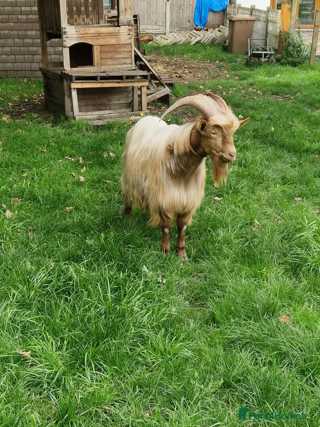 Goats livestock for sale: Registered Golden Guernsey Billy - Advert 2