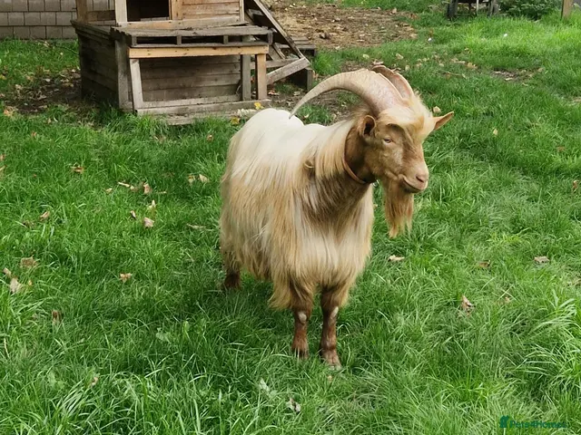 Goats livestock for sale: Reduced: Registered Golden Guernsey Billy - Advert 2