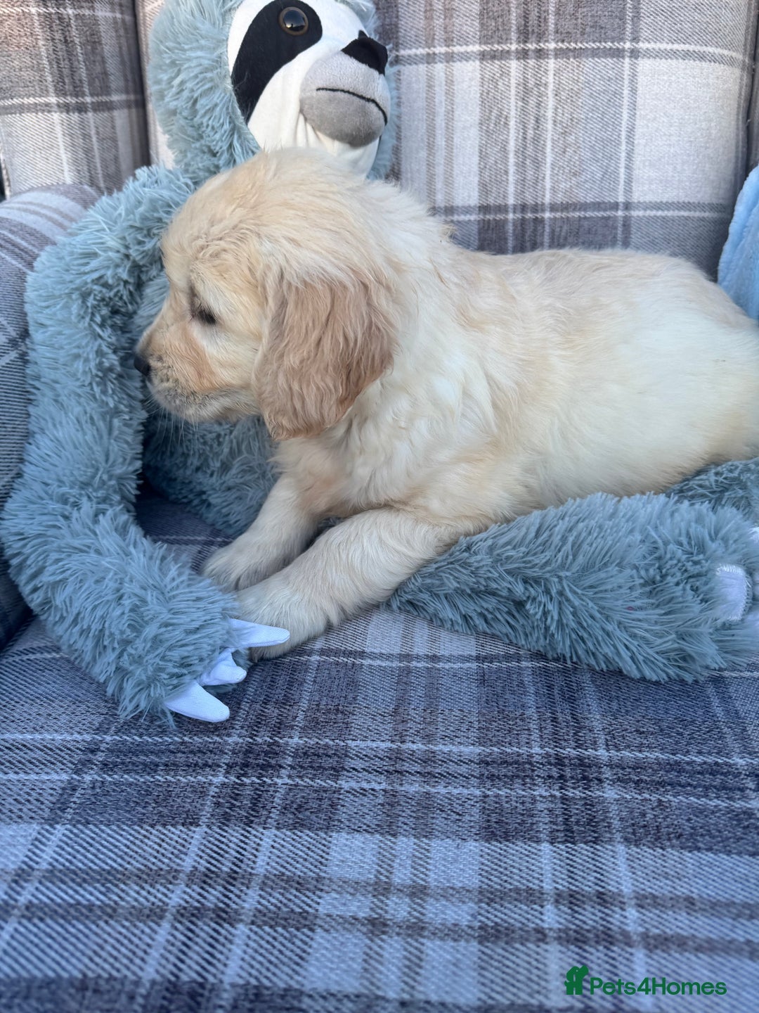 Golden Retriever dogs for sale: QUALITY GOLDEN RETREIVER PUPPIES - Image 2