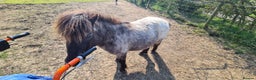 Miniature horses for sale: Pair bonded miniature horses for sale. - Advert 1
