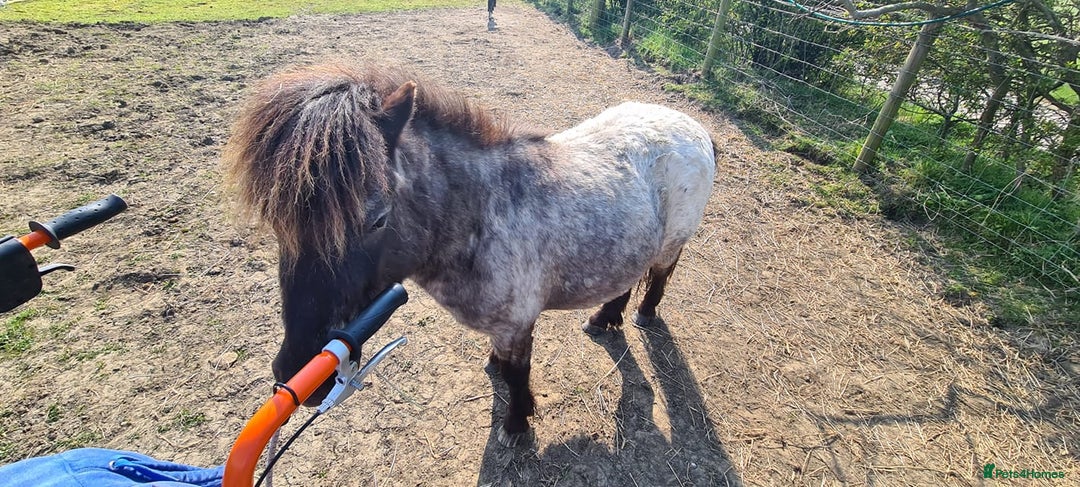 Miniature horses for sale: Pair bonded miniature horses for sale. - Advert 1