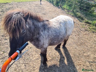 Miniature horses Pair bonded miniature horses for sale. - Advert 1