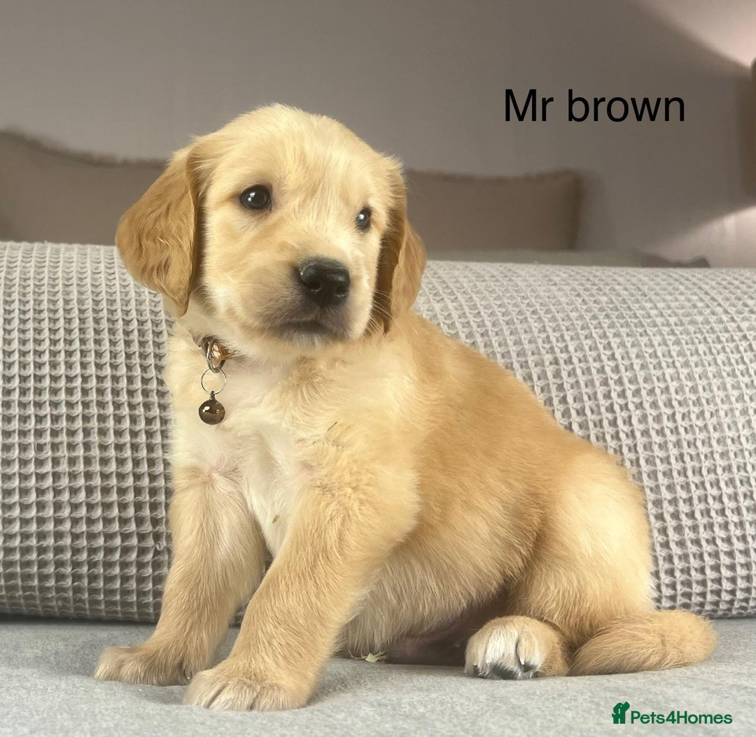 Golden Retriever dogs for sale: KC GOLDENS FROM HIP ELBOW DNA GOOD LINEAGE - Advert 12