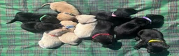 Labrador Retriever dogs for sale: Stunning Black and Yellow Labrador Pups Available - Advert 4