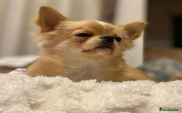 Chihuahua dogs for sale: Beautiful Puppy Bella Looking for a Loving Home - Image 3