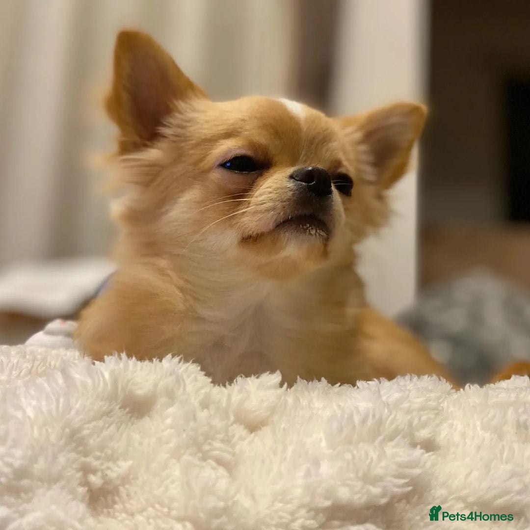 Chihuahua dogs for sale: Beautiful Puppy Bella Looking for a Loving Home - Image 3