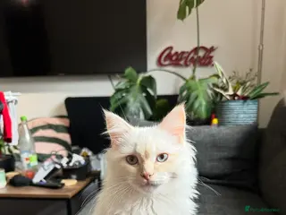 Ragdoll cats Flame point ragdoll stud - Advert 3