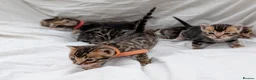 Bengal cats for sale: Gorgeous health tested glitter TICA Bengal kittens - Advert 17