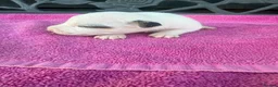 Jack Russell dogs for sale: Parson jack russles 5 boys 2 girls  - Advert 25