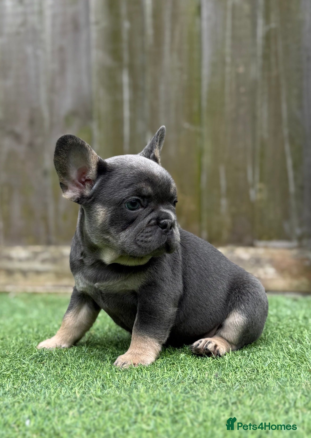 French Bulldog dogs 💗 Lilac & Tan 💗 - Advert 6
