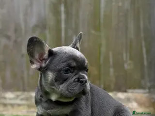 French Bulldog dogs 💗 Lilac & Tan 💗 - Advert 6