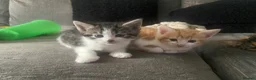 Mixed Breed cats for sale: Gorgeous kittens - Advert 3