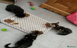 Mixed Breed cats for sale: Kittens for sale  - Image 1