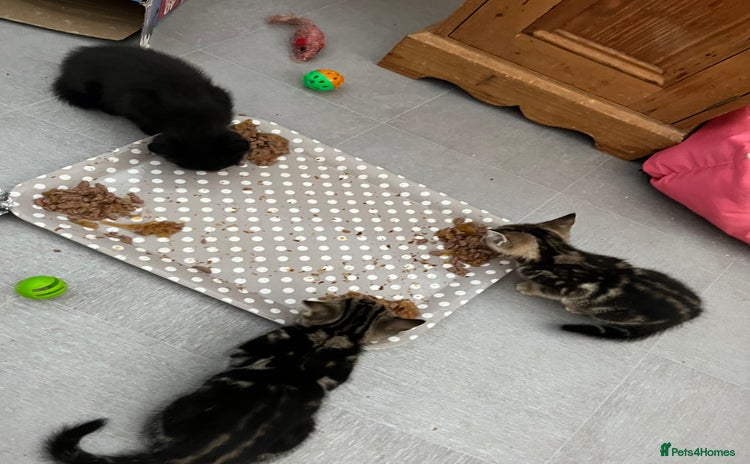 Mixed Breed cats - Advert 18