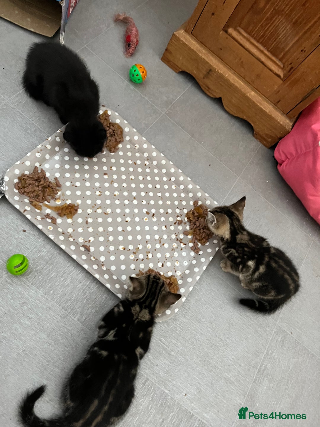 Mixed Breed cats for sale: Kittens for sale  - Image 1