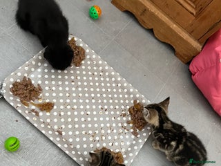 Mixed Breed cats - Advert 28