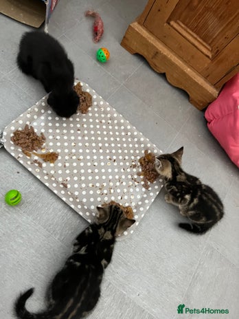 Mixed Breed cats - Advert 18