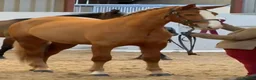 Irish Draught horses for sale: Magnificent Marjorie - Advert 3