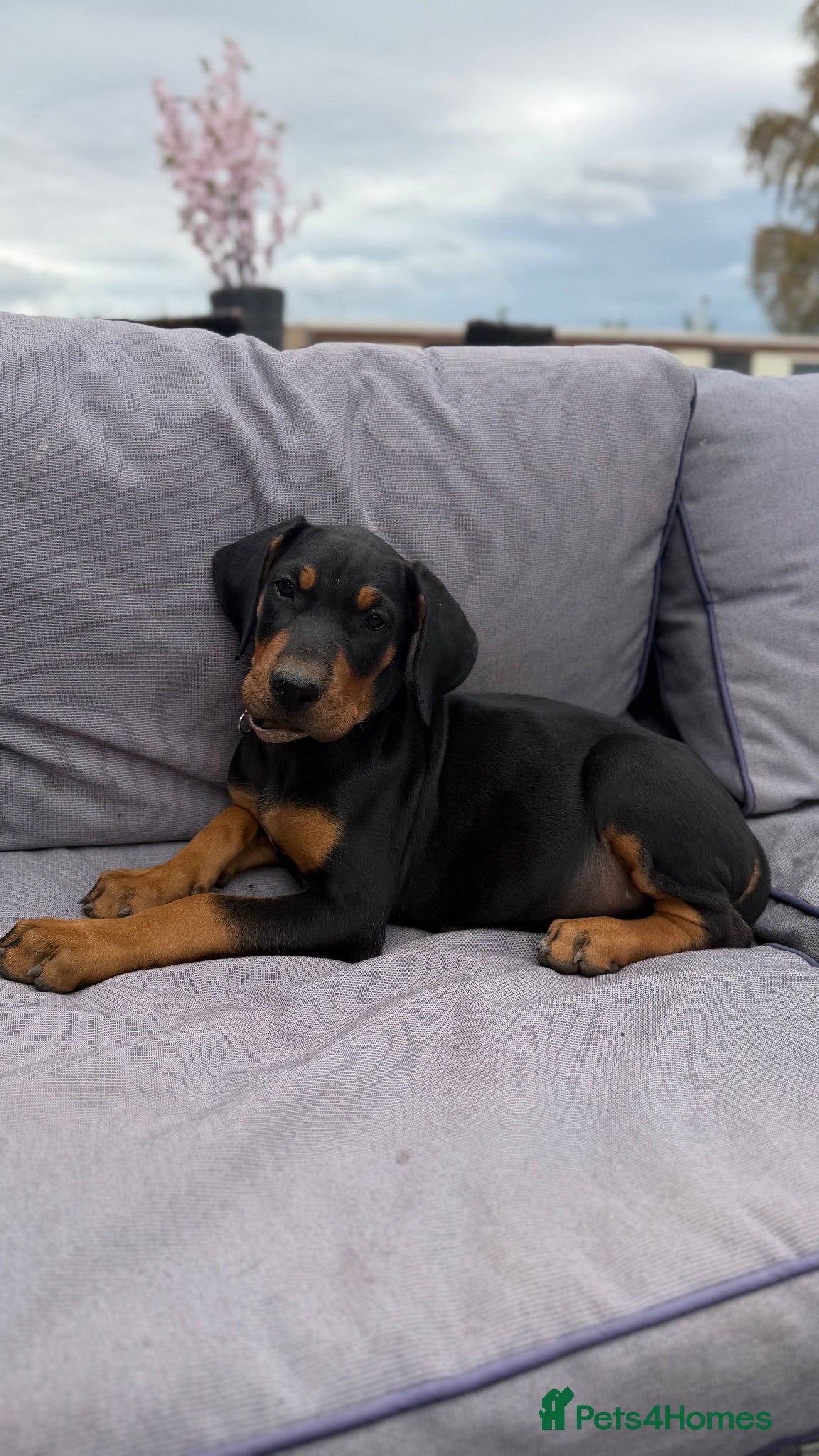 Mixed Breed dogs Stunning Doberway puppies ✨ - Advert 1