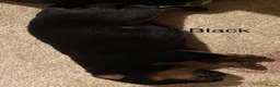 Rottweiler dogs for sale: Germany and America Rottweiler mix - Advert 23