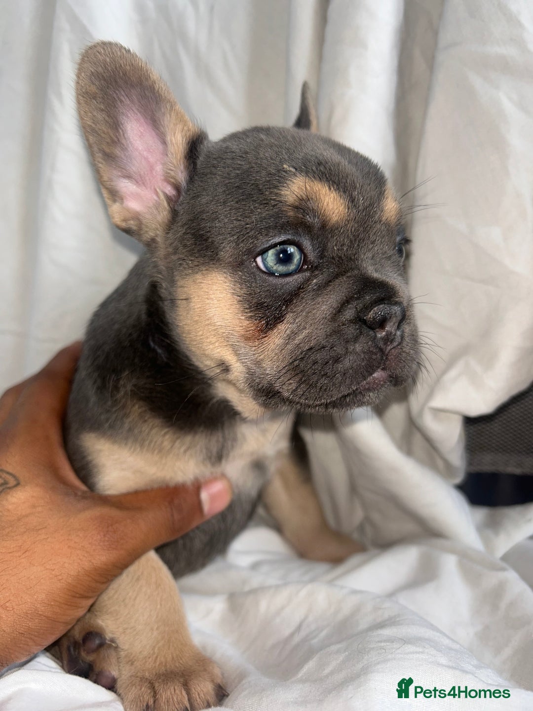 French Bulldog dogs for sale: French bulldog puppies fluffy carriers  - Image 27