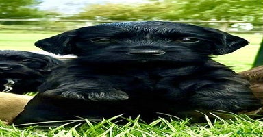 Cocker Spaniel dogs - Advert 9