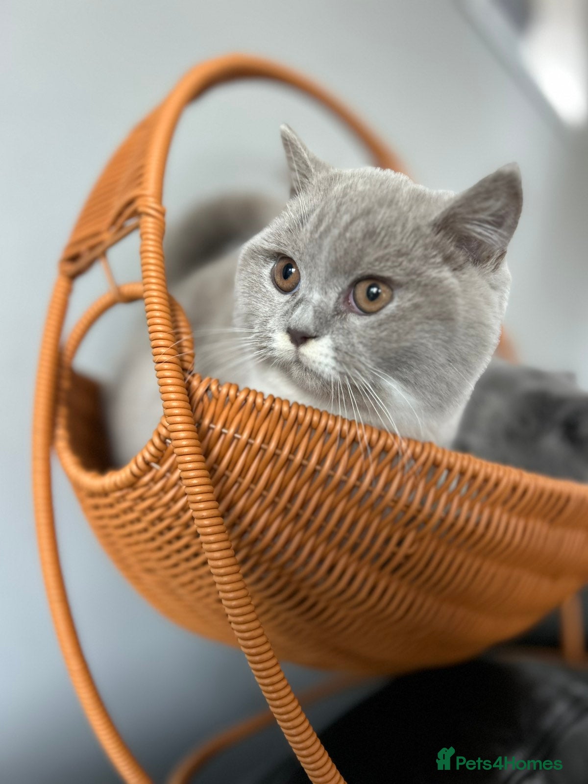 British Shorthair cats 2 Beautiful British Shorthair. GCCF Registered - Advert 18