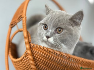 British Shorthair cats 2 Beautiful British Shorthair Girls left - Advert 8