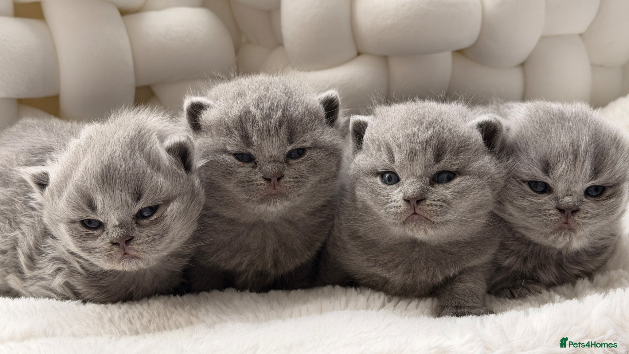 British Shorthair cats BRITISH BLUE KITTENS FROM CHAMPIONS LINE 🏆 - Advert 1