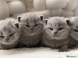 British Shorthair cats BRITISH BLUE KITTENS FROM CHAMPIONS LINE 🏆 - Advert 1