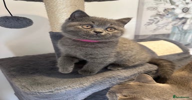 British Shorthair cats - Advert 2