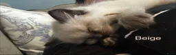 Ragdoll cats for sale: Ragdoll Kittens, Ready Now - Advert 24