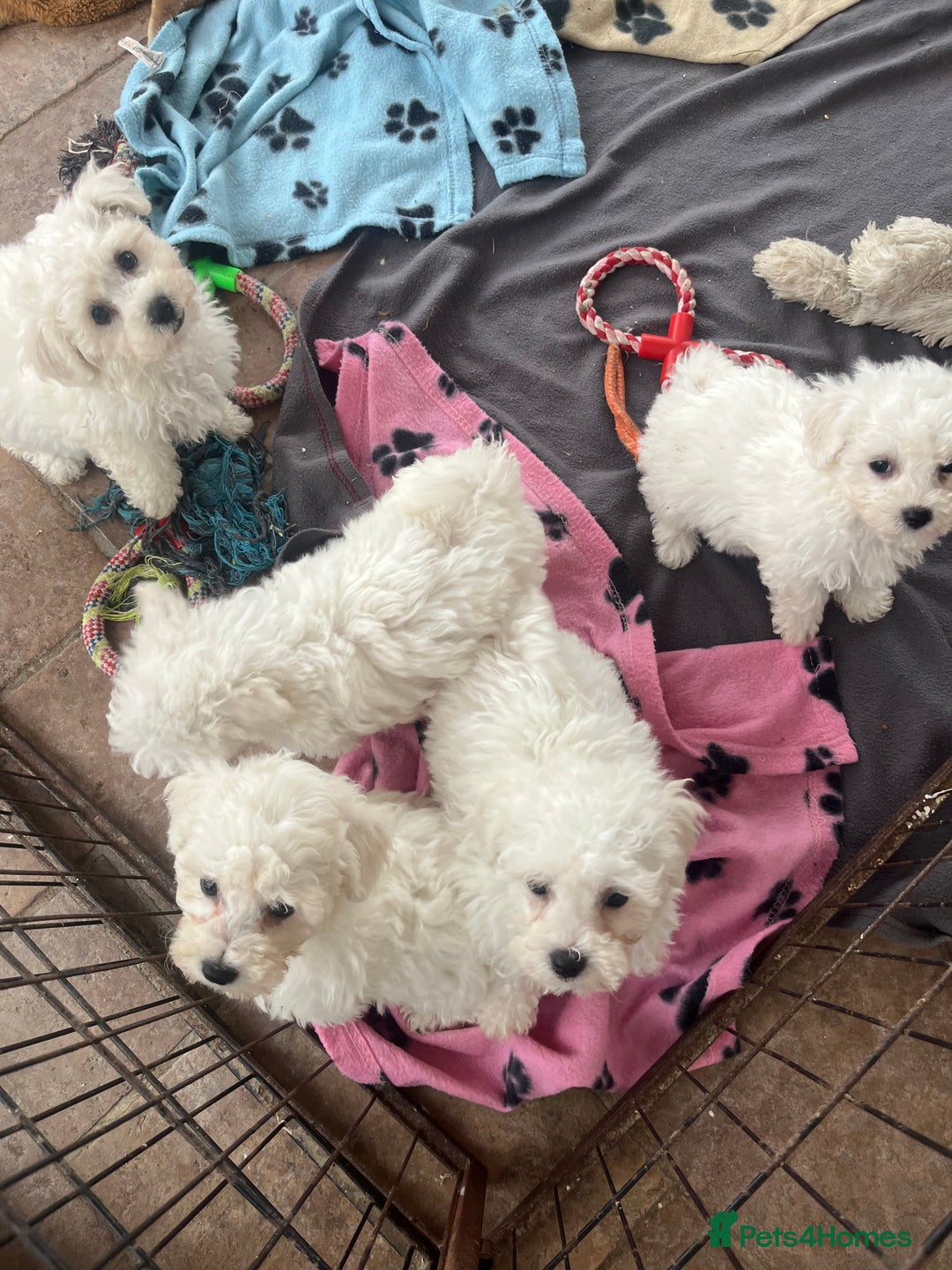 Bichon Frise dogs for sale: Pure bichon frise puppies  - Image 8