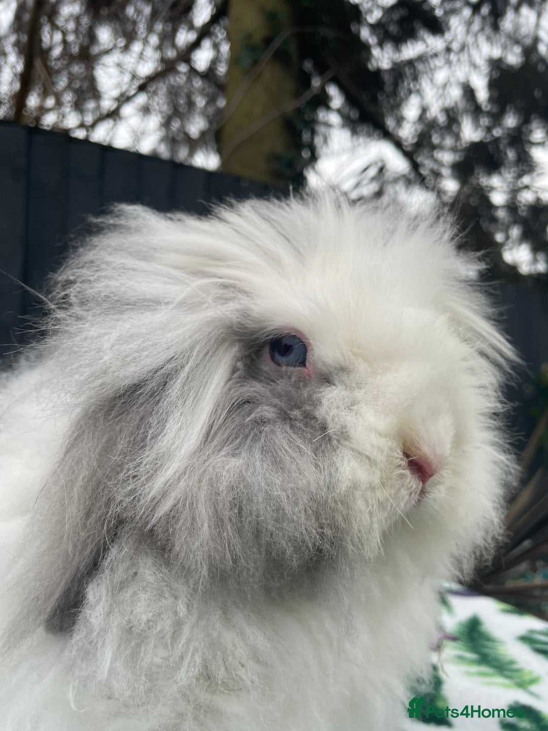 Mini Lion Lop rabbits for sale: Blue Eyed TeddyWidder Girl - Image 2