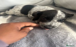 Jack Russell dogs for sale: Jack Russel puppies  - Image 2