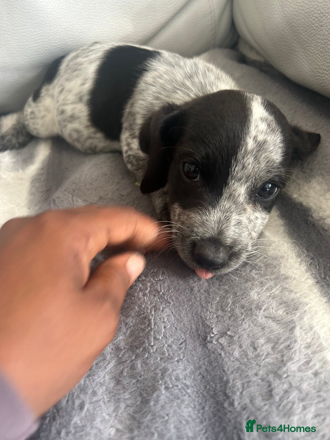 Jack Russell dogs for sale: Jack Russel puppies  - Image 2