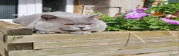 British Shorthair cats for stud: Britishshorthair stud - Advert 9