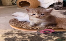 Ragdoll cats for sale: Beautiful Dolls  - Advert 12